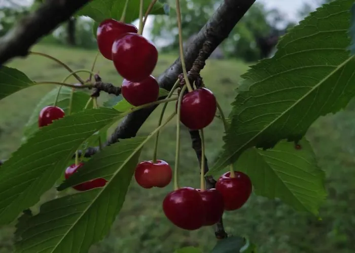 度假居 Private Place, Boca *