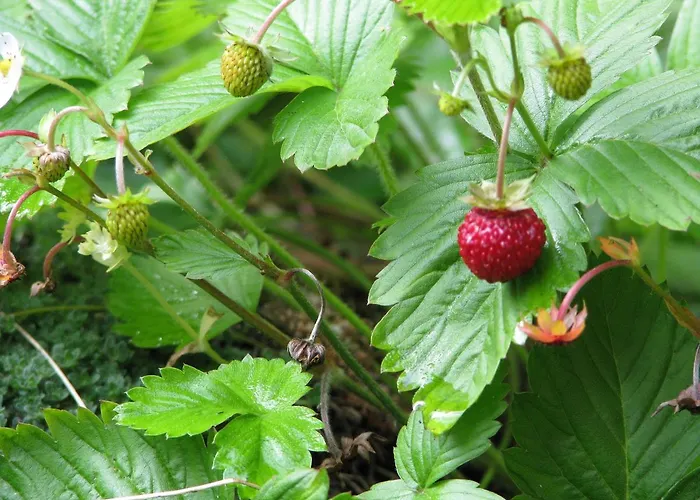 度假居 Private Place, Boca